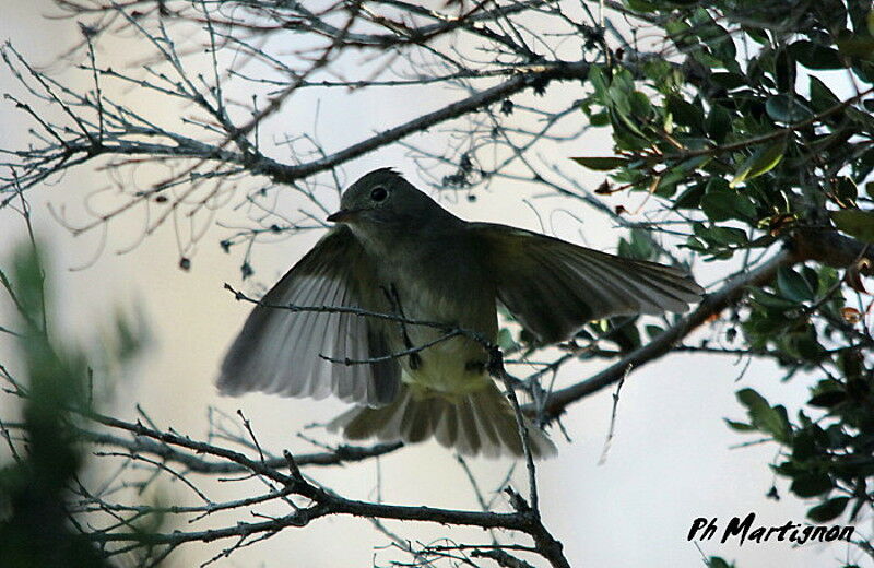 Yellow-bellied Elaenia