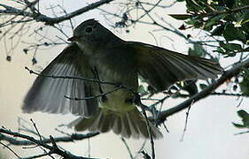 Yellow-bellied Elaenia