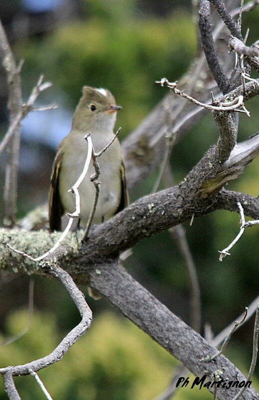 Chilean Elaenia