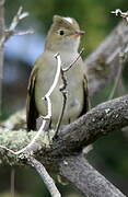 Chilean Elaenia