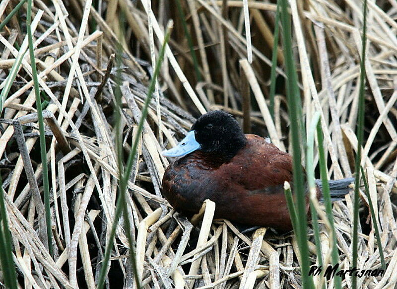 Andean Duck male