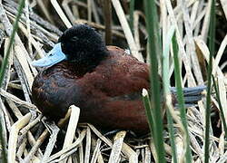 Andean Duck