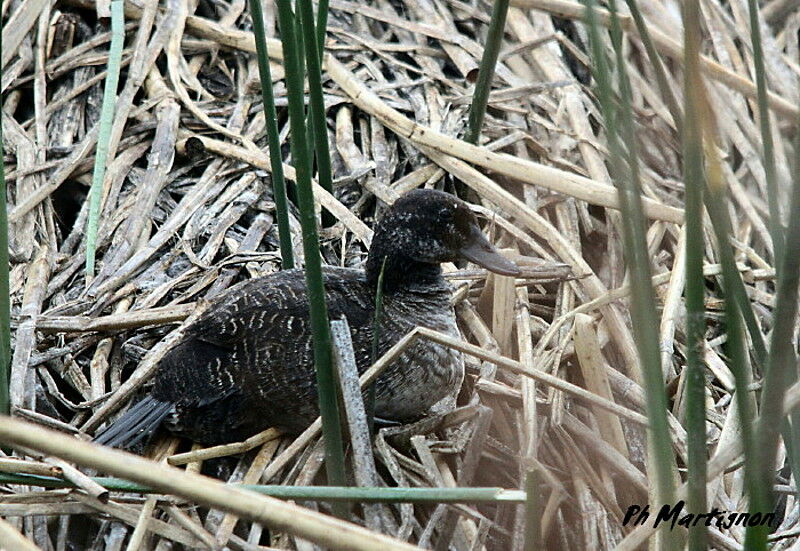 Andean Duck female