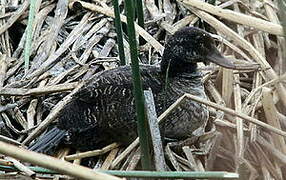 Andean Duck