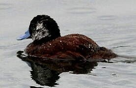 Andean Duck