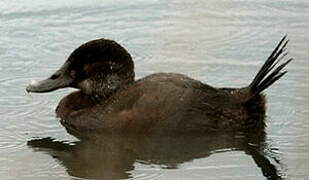 Andean Duck