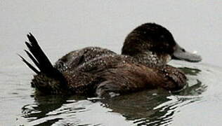 Andean Duck