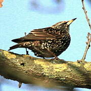 Common Starling