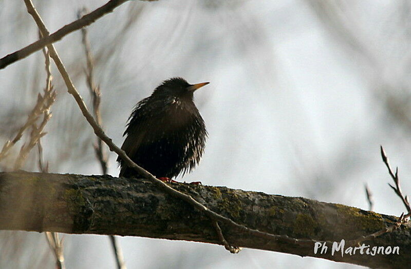 Common Starling