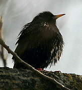 Common Starling