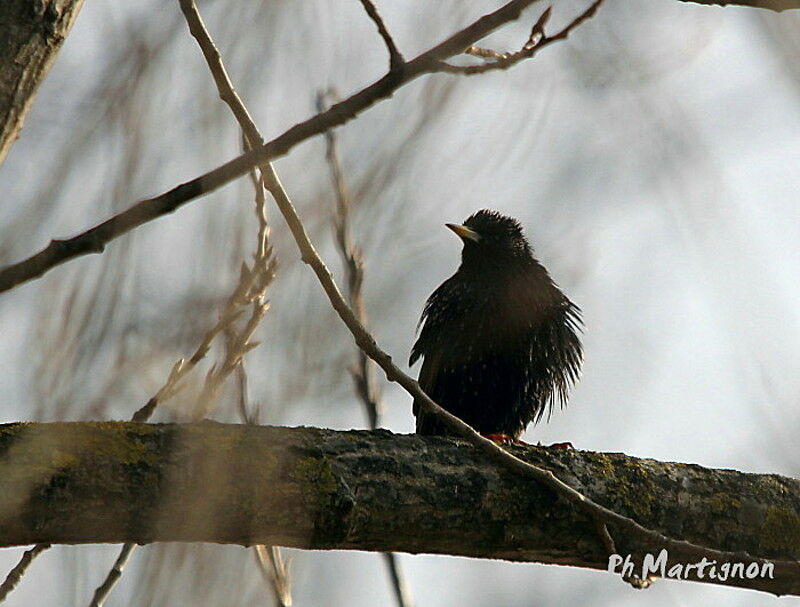 Common Starling