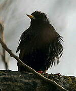 Common Starling