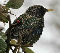 Common Starling