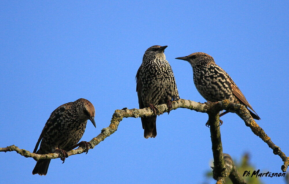 Common Starling