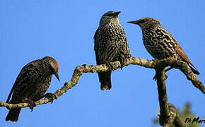 Common Starling