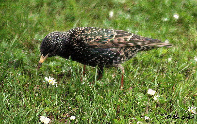 Common Starling, identification