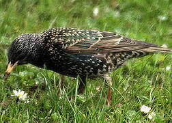 Common Starling