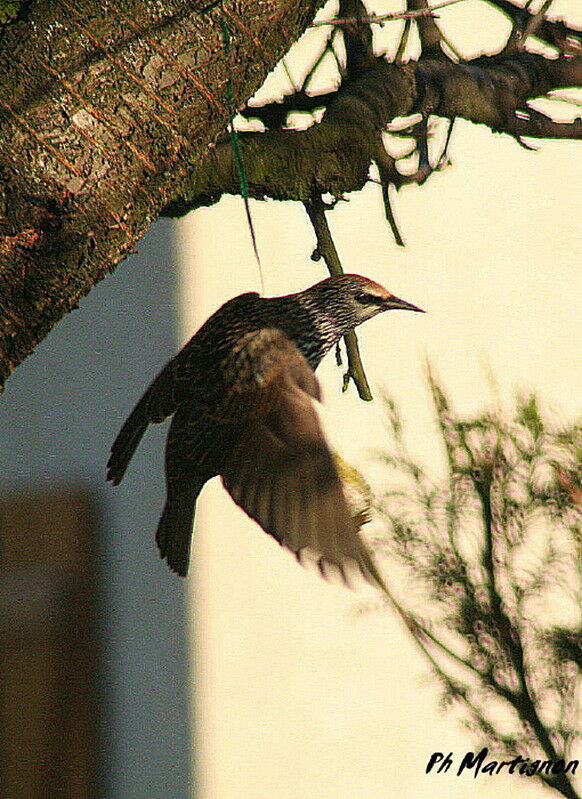 Common Starling, identification, feeding habits
