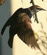 Common Starling