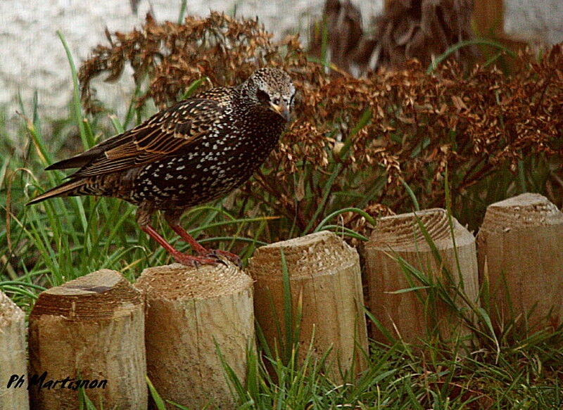 Common Starling, identification