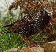 Common Starling