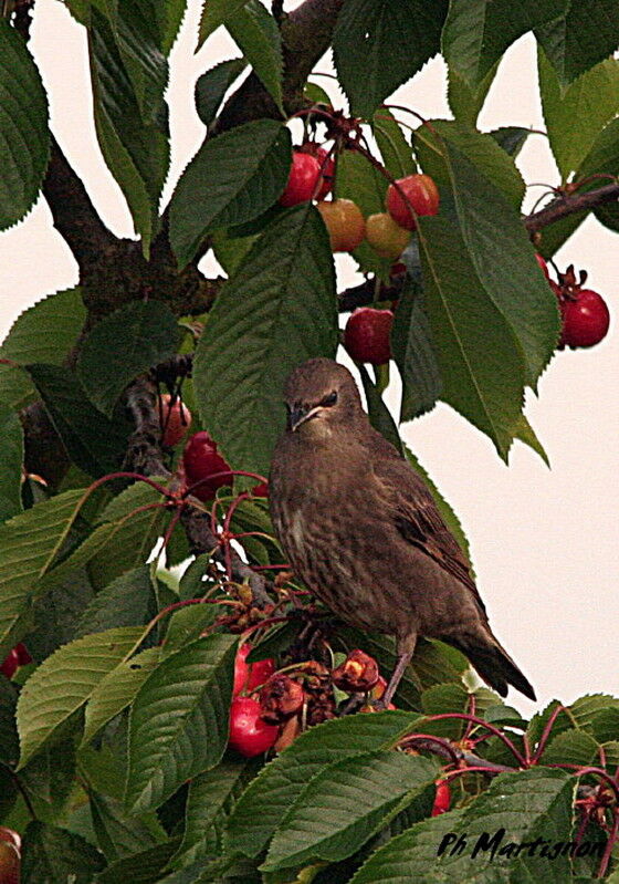 Common Starlingimmature, identification, feeding habits