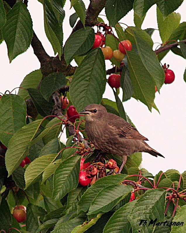 Common Starlingimmature, identification, feeding habits