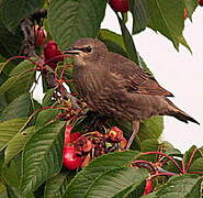 Common Starling