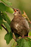 Common Starling