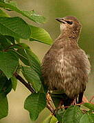 Common Starling