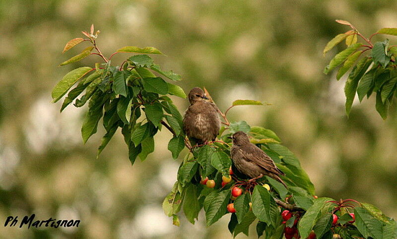 Common Starlingimmature, identification, feeding habits