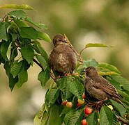 Common Starling