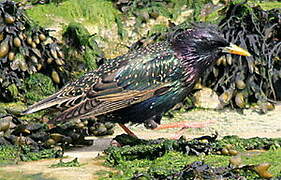 Common Starling