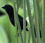 Blue-black Grosbeak