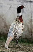 Common Pheasant