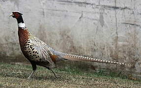 Common Pheasant