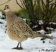 Common Pheasant