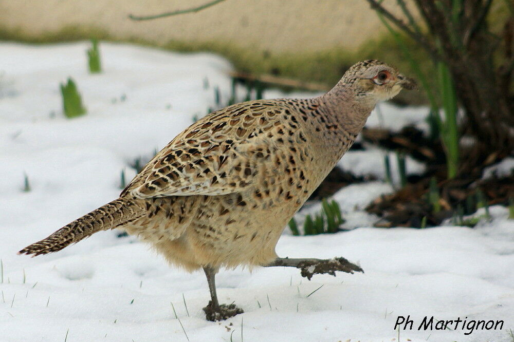 Faisan de Colchide femelle immature, identification