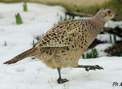 Common Pheasant