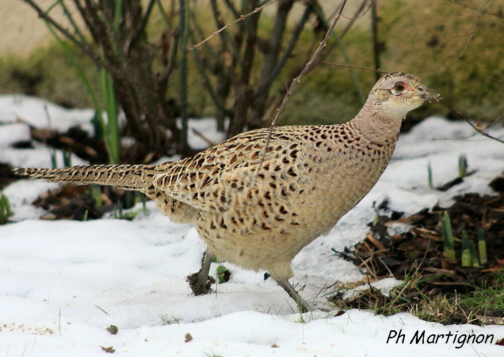 Faisan de Colchide femelle immature, identification