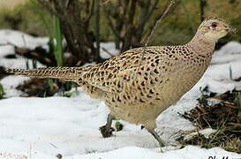 Common Pheasant