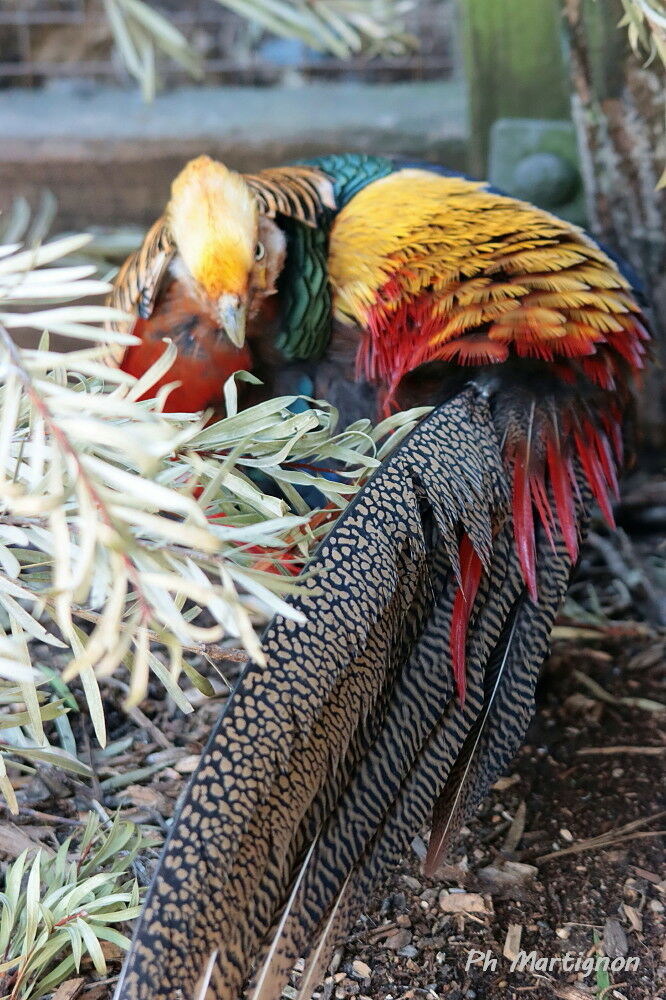 Faisan doré, identification