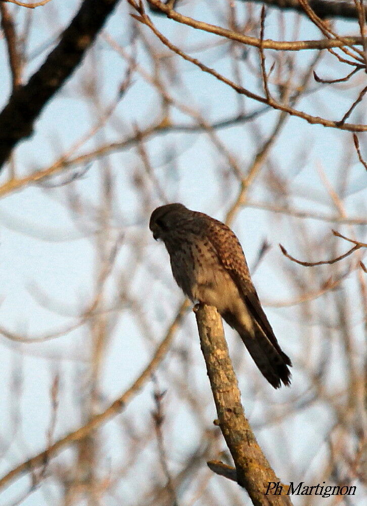 Faucon crécerelle, identification