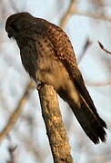 Common Kestrel