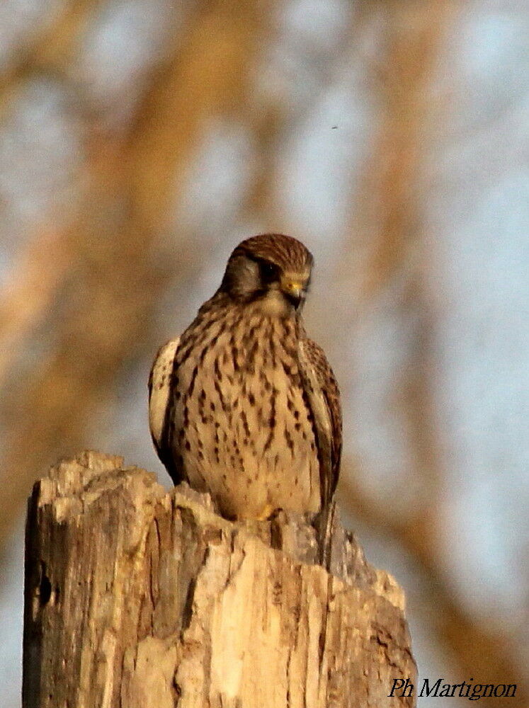 Faucon crécerelle, identification