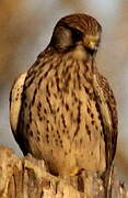 Common Kestrel