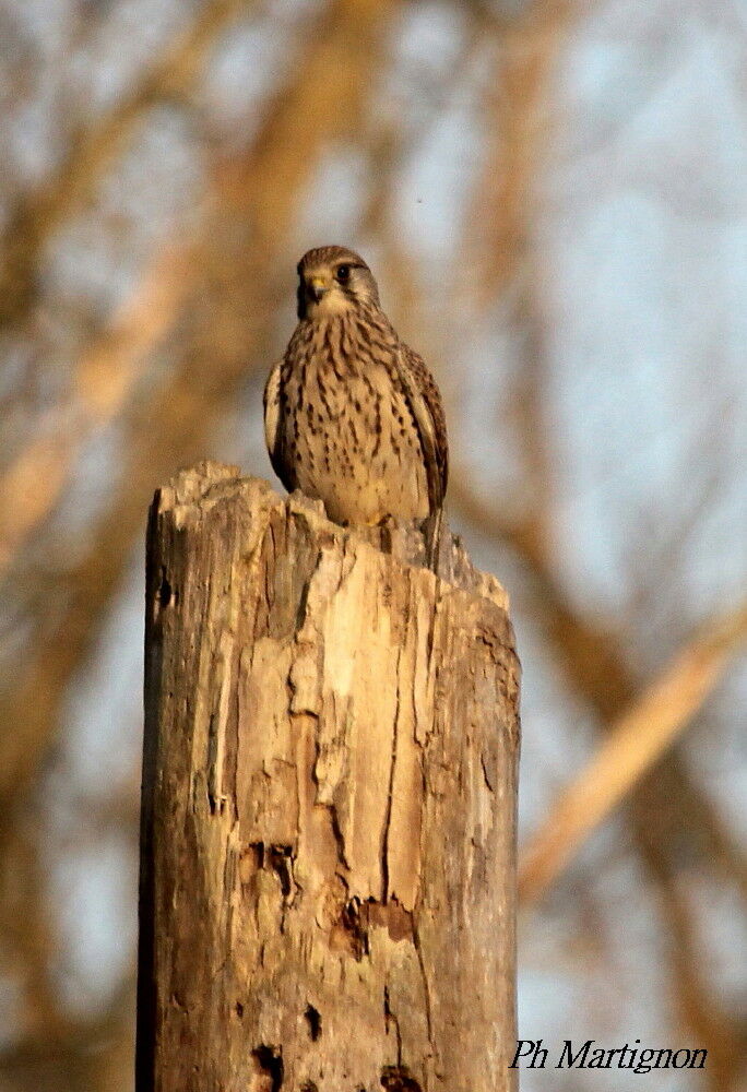 Faucon crécerelle, identification