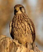 Common Kestrel