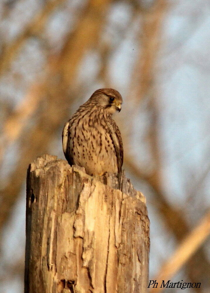 Faucon crécerelle, identification