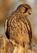 Common Kestrel